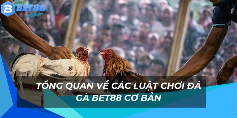Đá Gà Bet88 - Sân Chơi Đá Gà Đầy Kịch Tính Và Thưởng Lớn 3 Các luật cược đá gà cơ bản nên nắm rõ