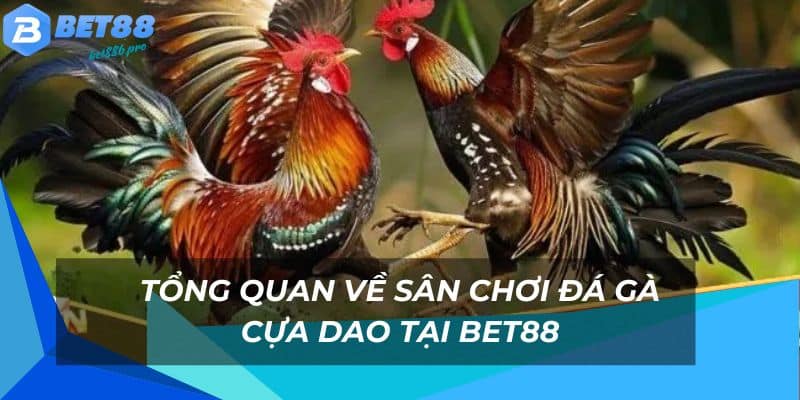 Sân chơi cược đá gà cực sôi động