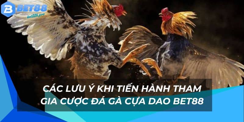 Những lưu ý cơ bản khi tham gia cược gà cựa