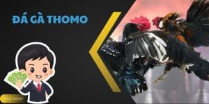 Đá Gà Thomo - Một Sân Chơi Hấp Dẫn Tại Game Bet88