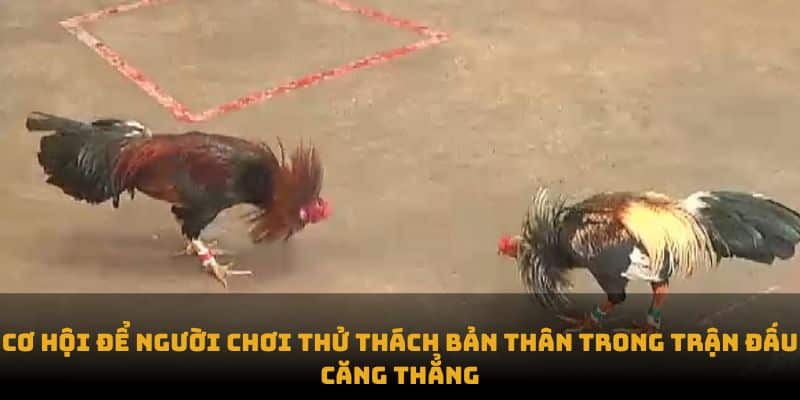 Đá Gà Thomo - Một Sân Chơi Hấp Dẫn Tại Game Bet88 1 Cơ hội để người chơi thử thách bản thân trong trận đấu căng thẳng