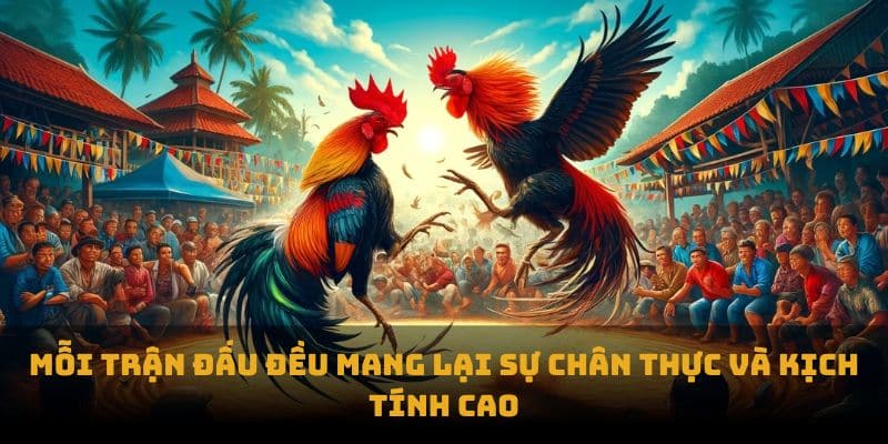 Đá Gà Thomo - Một Sân Chơi Hấp Dẫn Tại Game Bet88 2 Mỗi trận đấu đều mang lại sự chân thực và kịch tính cao