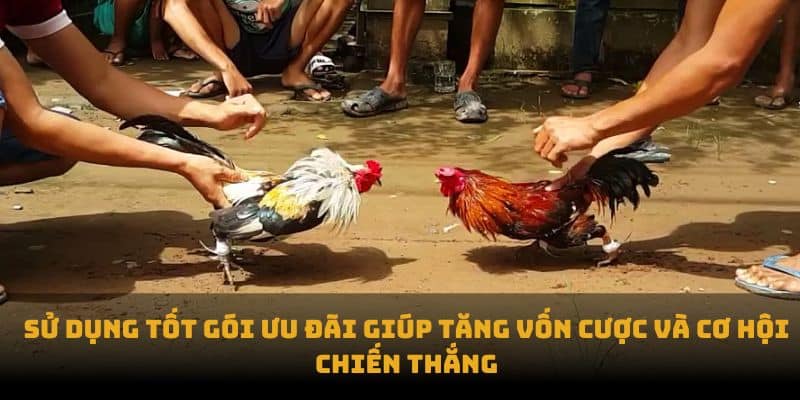 Đá Gà Thomo - Một Sân Chơi Hấp Dẫn Tại Game Bet88 3 Sử dụng tốt gói ưu đãi giúp tăng vốn cược và cơ hội chiến thắng