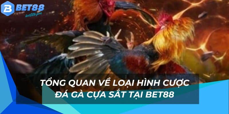 Chi tiết về loại hình cược gà cựa sắt