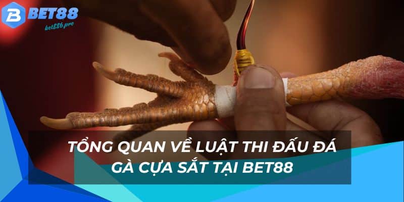 Tìm hiểu kỹ về luật thi đấu đá gà cựa sét