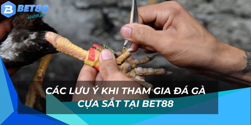 Nắm rõ các lưu ý khi cược gà cựa sắt