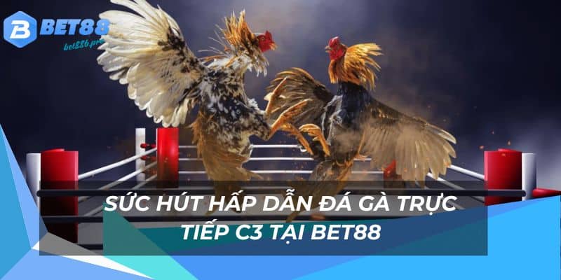 Đá Gà Trực Tiếp C3 - Thế Giới Đá Gà Trực Tuyến Hot Bet88 1 Sức hấp dẫn trong đá gà trực tiếp c3