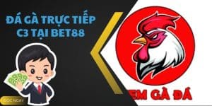 Đá Gà Trực Tiếp C3 - Thế Giới Đá Gà Trực Tuyến Hot Bet88