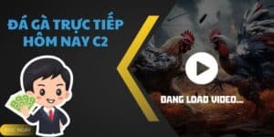 Đá Gà Trực Tiếp Hôm Nay C2 - Khám Phá Đỉnh Cao Tại BET88