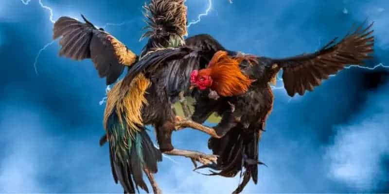 Đá Gà Trực Tiếp Hôm Nay C2 - Khám Phá Đỉnh Cao Tại BET88 2 Các hình thức thường gặp của đá gà trực tiếp hôm nay c2 là gì