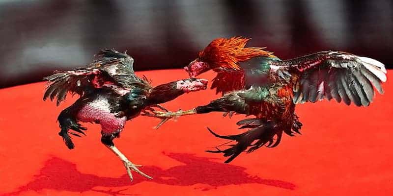 Đá Gà Trực Tiếp Hôm Nay C2 - Khám Phá Đỉnh Cao Tại BET88 3 Tổng hợp các kinh nghiệm chơi đá gà trực tiếp hôm nay c2 cho newbie