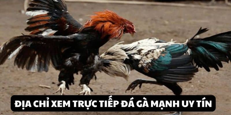 Trực Tiếp Đá Gà Mạnh - Theo Dõi Màn Tranh Chấp Kịch Tính 3 Địa chỉ xem trực tiếp đá gà mạnh uy tín