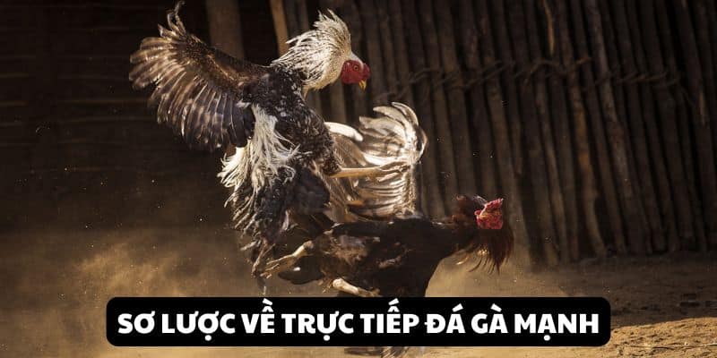 Trực Tiếp Đá Gà Mạnh - Theo Dõi Màn Tranh Chấp Kịch Tính 1 Sơ lược về trực tiếp đá gà mạnh