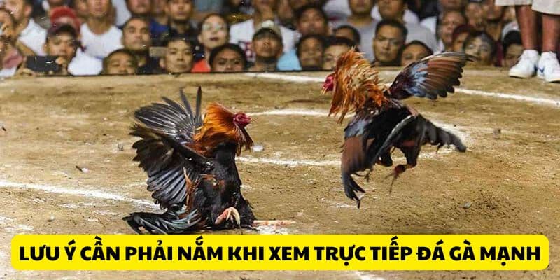 Trực Tiếp Đá Gà Mạnh - Theo Dõi Màn Tranh Chấp Kịch Tính 4 Lưu ý cần phải nắm khi xem trực tiếp đá gà mạnh