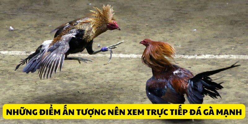 Trực Tiếp Đá Gà Mạnh - Theo Dõi Màn Tranh Chấp Kịch Tính 2 Những điểm ấn tượng nên xem trực tiếp đá gà mạnh